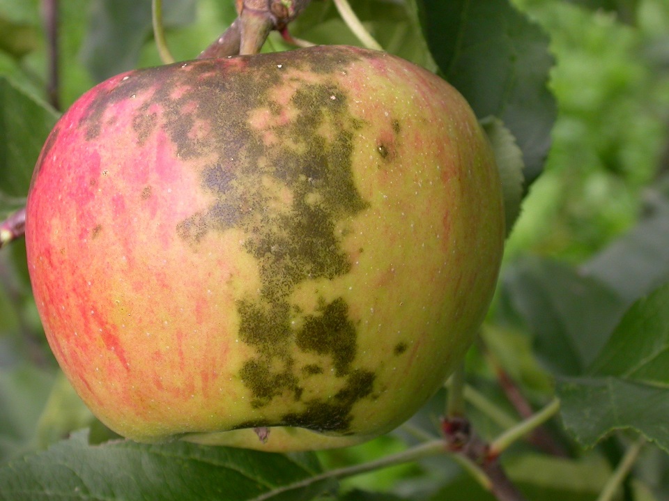 Muster_16_09_2009_Regenflecken Apfe 4zu3l.JPG